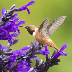 BODACIOUS® Hummingbird Falls Salvia, Anise Sage, Salvia x guaranitica 'Hummingbird Falls'